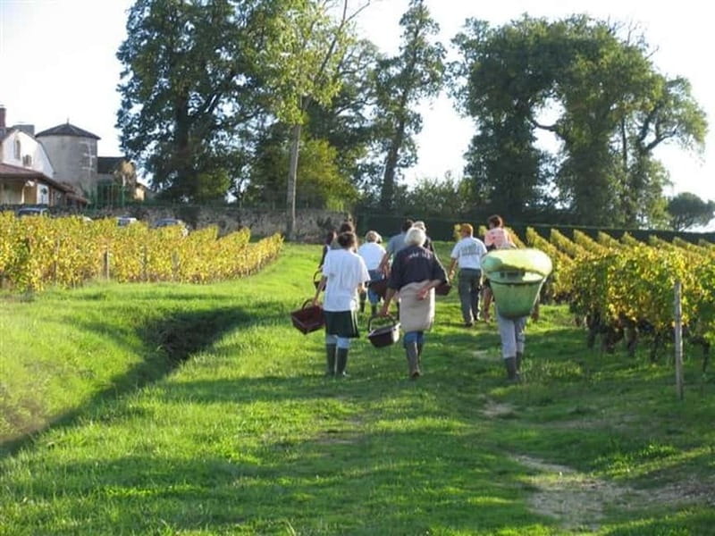 Bordeaux: Graves, Pessac-Léognan, and Sauternes Vineyards - Discovering Bordeaux’s Vineyards in Style and Substance