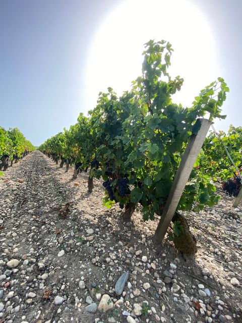 Bordeaux Margaux Wine Tour - Tips for a Great Experience