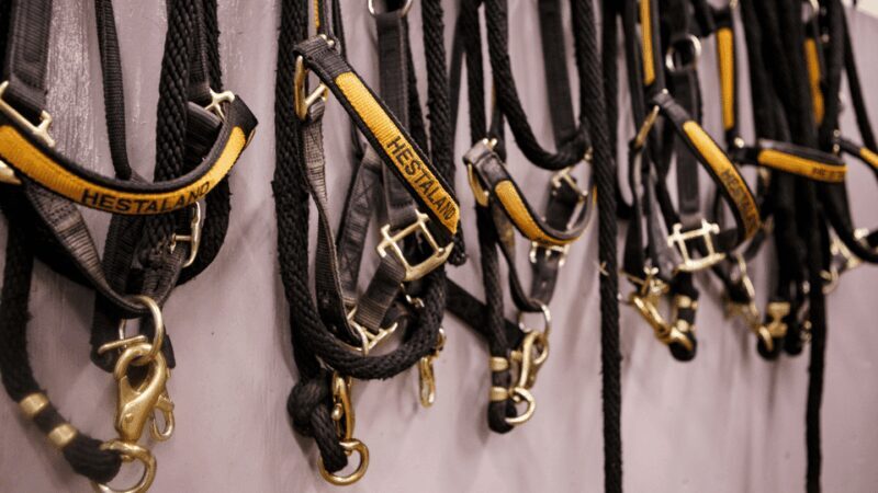 Borgarnes: Horseback Riding Tour with Prep Lesson - Introduction: A Unique Way to Experience Iceland