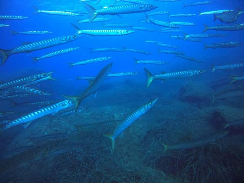 Bormes-les-Mimosas: Introductory diving session - Key Points