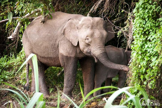 Borneo Kinabatangan River Cruise Day Trip - Tour Inclusions and Logistics
