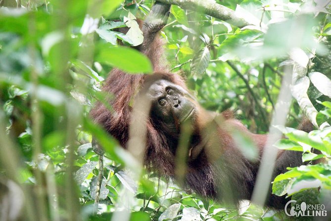 Borneo Kinabatangan River Cruise Day Trip - Wildlife Viewing Opportunities
