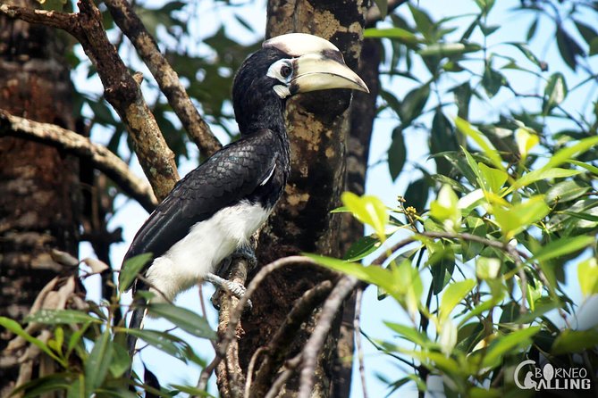 Borneo Kinabatangan River Cruise Day Trip - Tips for an Enjoyable Experience