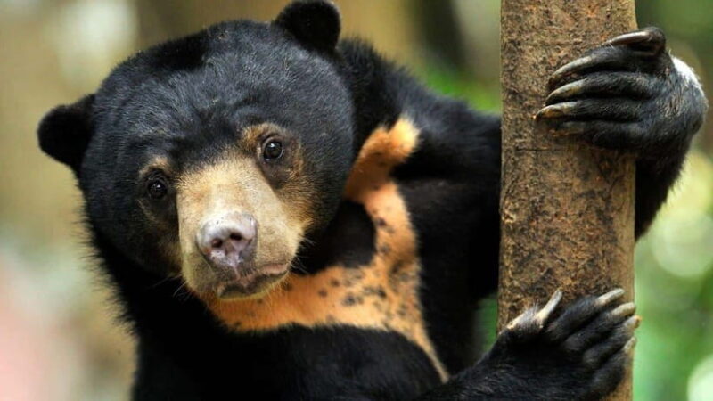 Borneo : Orangutan, Proboscis Monkey, and Sun Bear Tour - Key Points