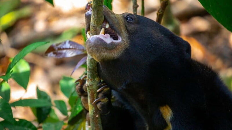 Borneo : Orangutan, Proboscis Monkey, and Sun Bear Tour - An Honest Look at the Itinerary