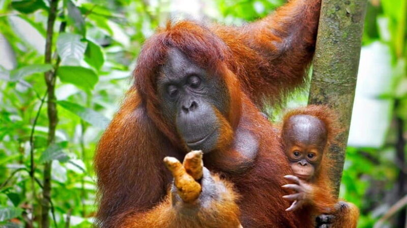 Borneo : Orangutan, Proboscis Monkey, and Sun Bear Tour - Authentic Encounters and Practical Tips