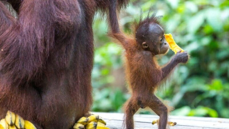 Borneo : Orangutan, Proboscis Monkey, and Sun Bear Tour - Final Thoughts: Who Will Love This Tour?