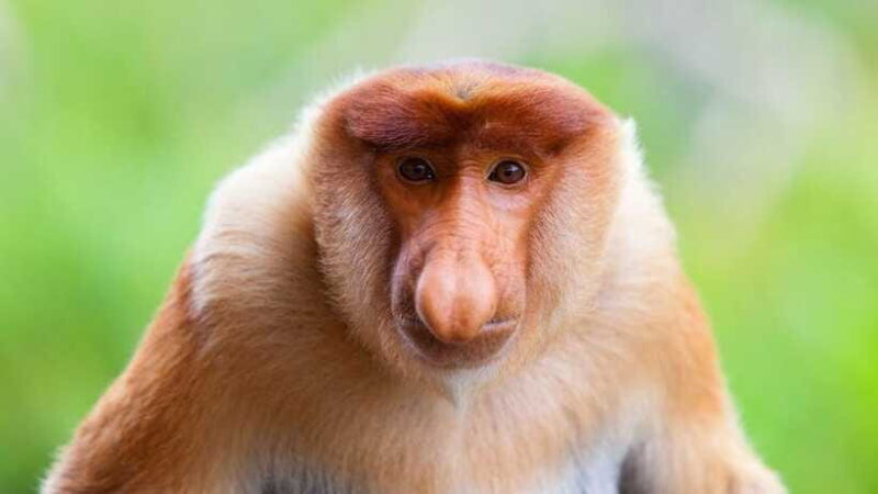 Borneo : Orangutan, Proboscis Monkey, and Sun Bear Tour - Frequently Asked Questions