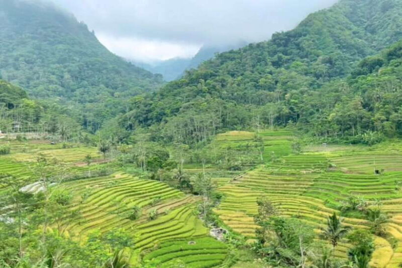 Borobudur: Private Tour to Selogriyo Temple Rice Terraces - Key Points