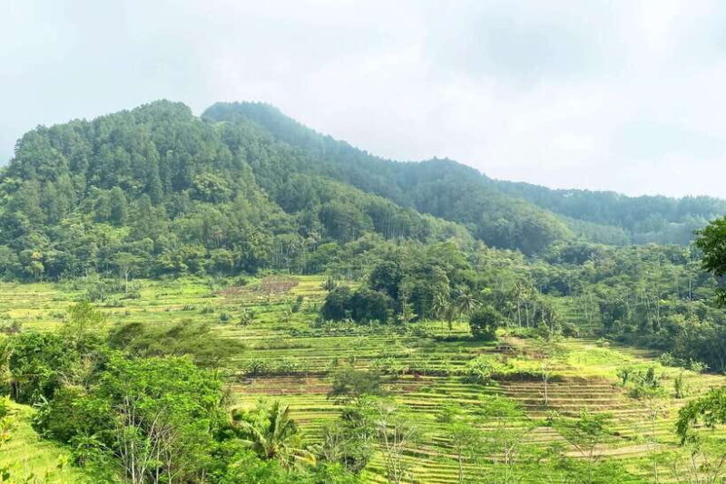 Borobudur: Private Tour to Selogriyo Temple Rice Terraces - Exploring Java’s Countryside: A Unique Window into Local Life