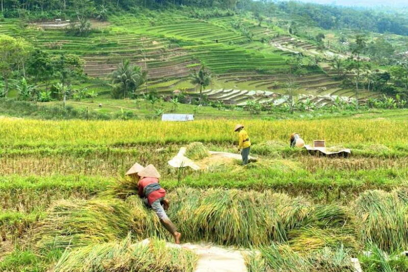 Borobudur: Private Tour to Selogriyo Temple Rice Terraces - Additional Considerations