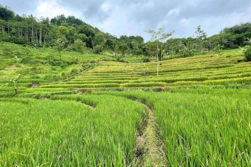 Borobudur: Private Tour to Selogriyo Temple Rice Terraces - FAQs
