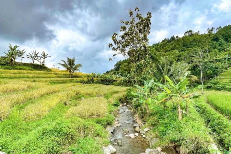 Borobudur: Private Tour to Selogriyo Temple Rice Terraces - Final Thoughts