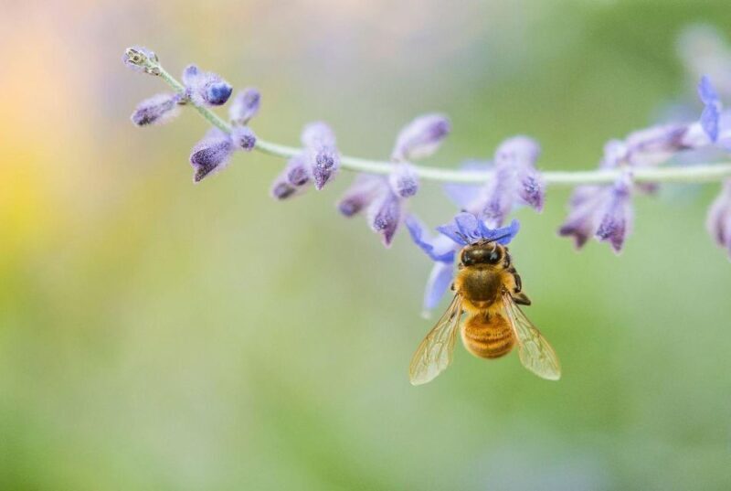 Bosa: discover the products of the beehive - Key Points