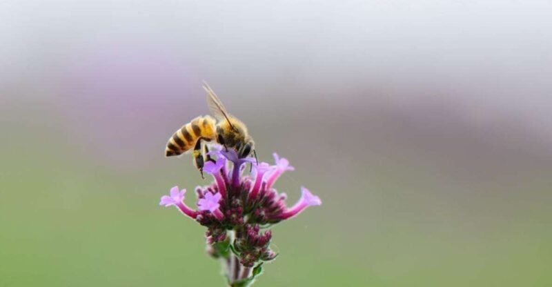 Bosa: discover the products of the beehive - What to Expect: The Itinerary and Experience Breakdown