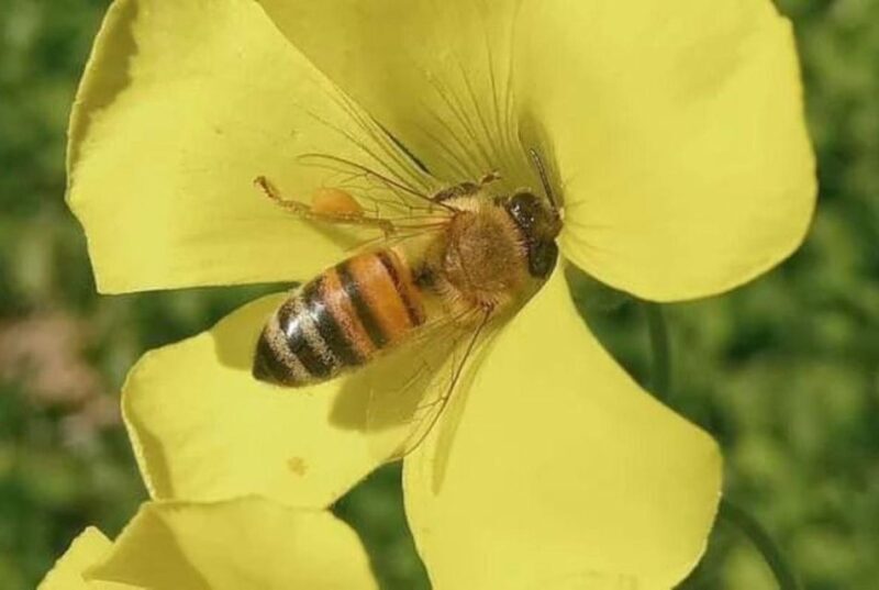 Bosa: discover the products of the beehive - The Value Proposition