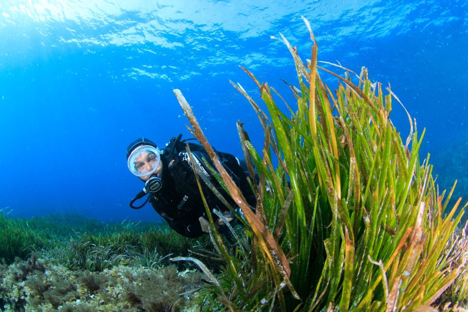Bosa: Scuba Diving for Beginners in the Bosa Gulf - Key Points