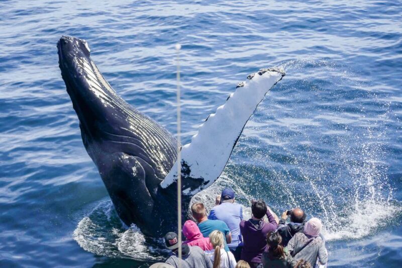 Boston: City Cruises Whale Watching Cruise - An In-Depth Look at the Whale Watching Tour