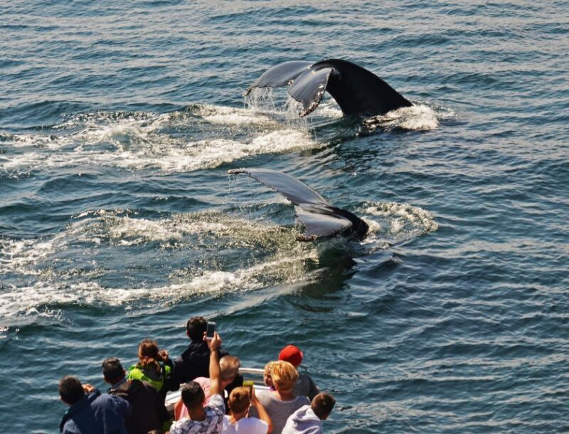 Boston: City Cruises Whale Watching Cruise - FAQ