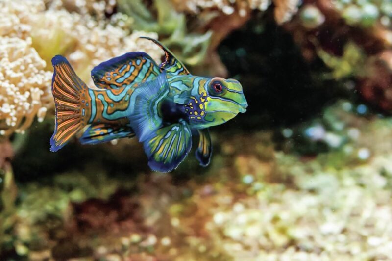 Boston: New England Aquarium Entry + Optional Simons Theatre - Practical Tips for Visitors