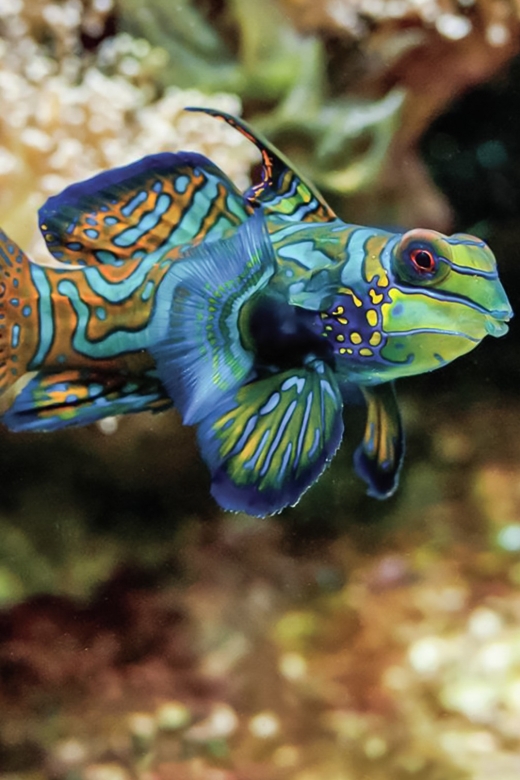 Boston: New England Aquarium Skip-the-Line Entry Ticket - Diverse Marine Life Exhibits