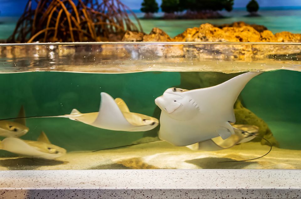 Boston: New England Aquarium Skip-the-Line Entry Ticket - Interactive Coral Reef Center