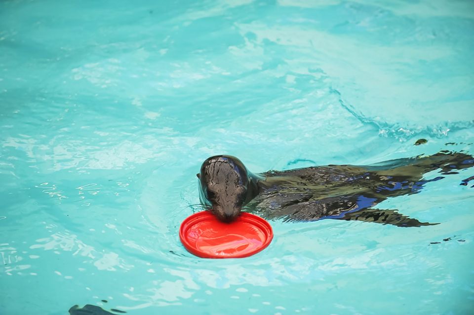 Boston: New England Aquarium Skip-the-Line Entry Ticket - Captivating Penguin Colony