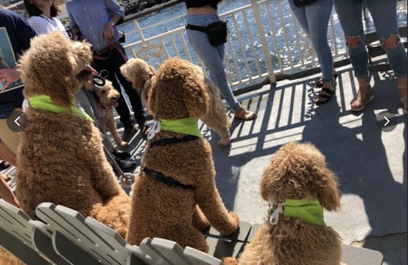 Boston: Scenic Harbor Cruise (Dog-Friendly) - What to Expect on the Boston Harbor Cruise