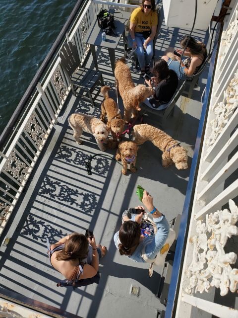 Boston: Scenic Harbor Cruise (Dog-Friendly) - Price, Duration, and Practical Details