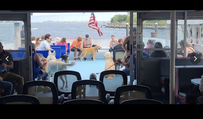 Boston: Scenic Harbor Cruise (Dog-Friendly) - The Sum Up: Is It Worth It?