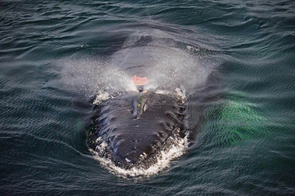 Boston: Whale Watching Catamaran Cruise - Professional Guides and Experts