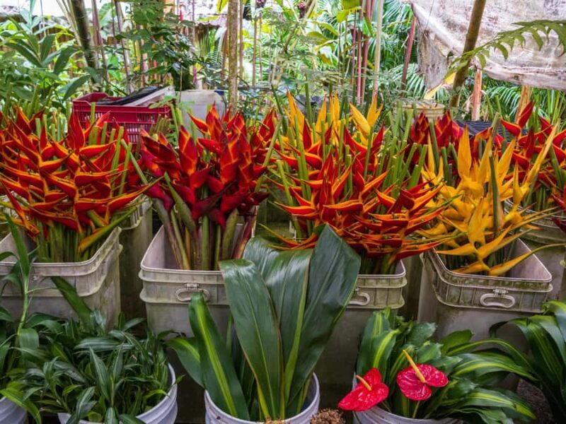 Botanical experience in Argovia: Flowers, Trail, and Tasting - Key Points