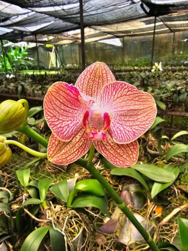 Botanical experience in Argovia: Flowers, Trail, and Tasting - Exploring Argovia’s Gardens and Trails