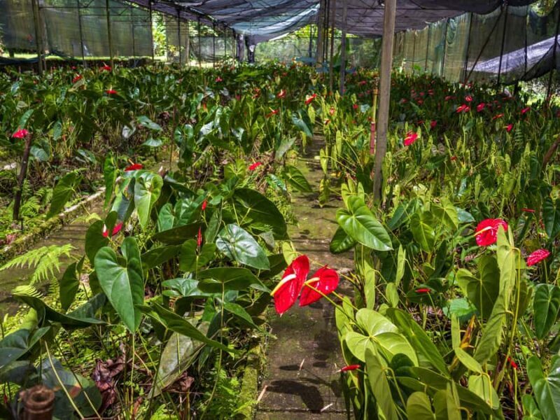 Botanical experience in Argovia: Flowers, Trail, and Tasting - The Farm Visit and Flower Tasting