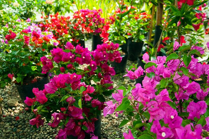 Botanical Garden and Arvi Park Medellín City Tour - Botanical Garden Experience