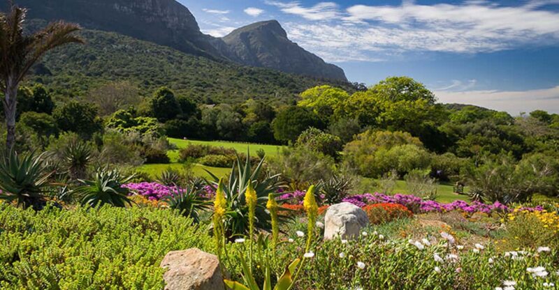 Botanical Garden and Groot Constantia Wineries Private Tour - Groot Constantia Wine Estate