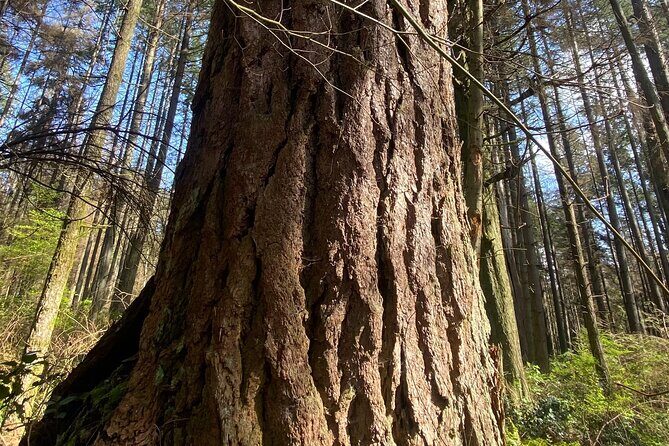 Botany of Witchcraft - Introduction