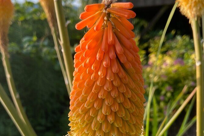 Botany of Witchcraft - FAQs