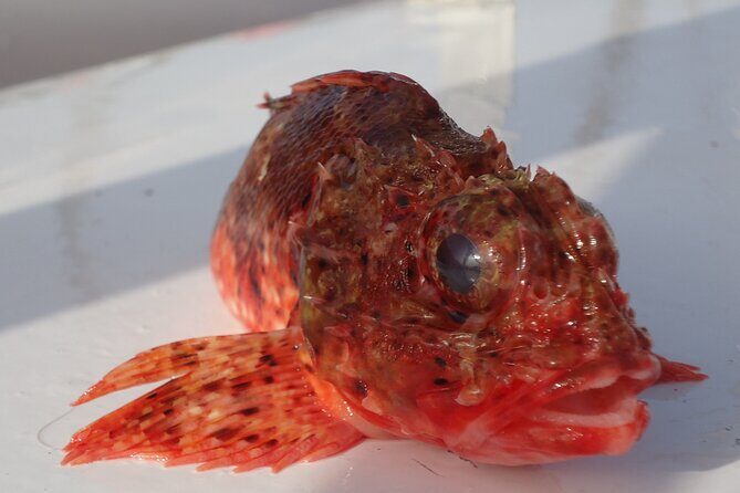 Bottom Fishing Activity from Quarteira - FAQs