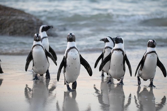 Boulders Beach Cape Town: Swimming With Penguin & Close Encounter Half Day Tour - Highlights of the Experience