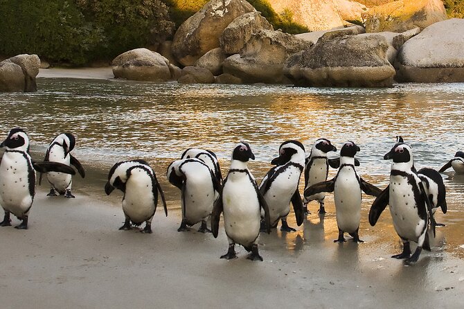 Boulders Beach Cape Town: Swimming With Penguin & Close Encounter Half Day Tour - Positive Customer Feedback