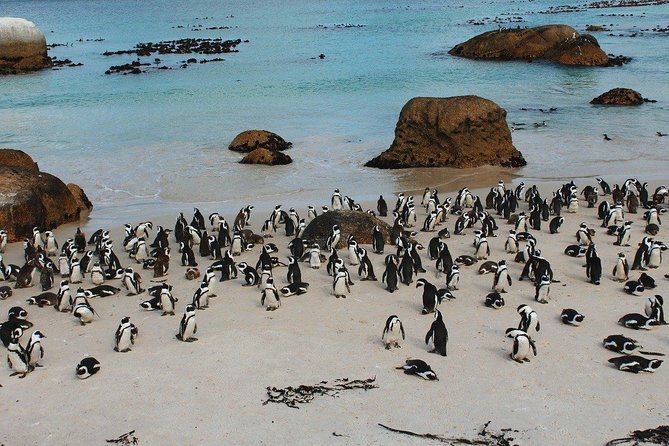 Boulders Beach Cape Town: Swimming With Penguin & Close Encounter Half Day Tour - Booking and Cancellation Policy