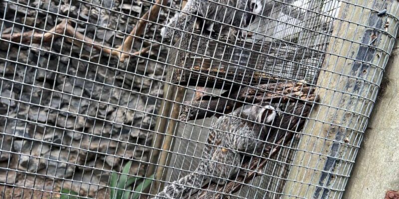 Boulders Beach Penguins, Birds & Hout Bay Seal Private Tour. - Experience and Commentary