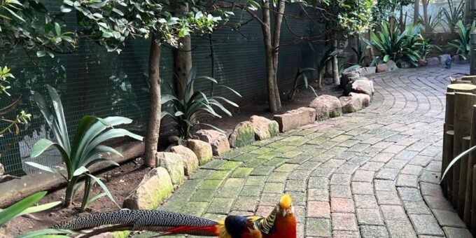 Boulders Beach Penguins, Birds & Hout Bay Seal Private Tour. - Discovering World of Birds
