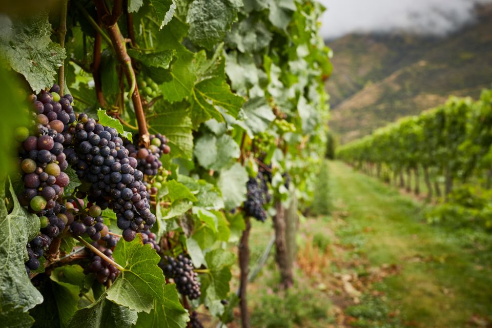 Boutique Winery Half-Day Tour & Vineyard Platter-Style Lunch - Experience Highlights