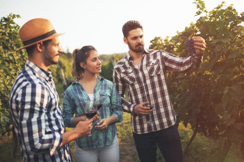 Boutique Winery Half-Day Tour & Vineyard Platter-Style Lunch - Meeting Point Information