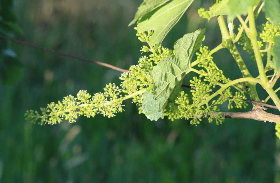 Boutique Winery Tour & Tasting in North Tuscany - Winemaking Process