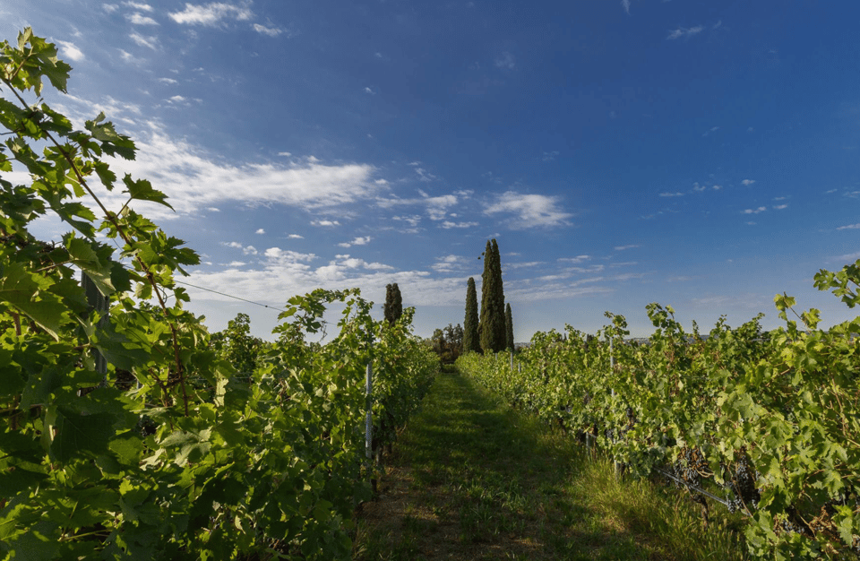 Boutique Winery Tour & Tasting in Valpolicella - Key Points