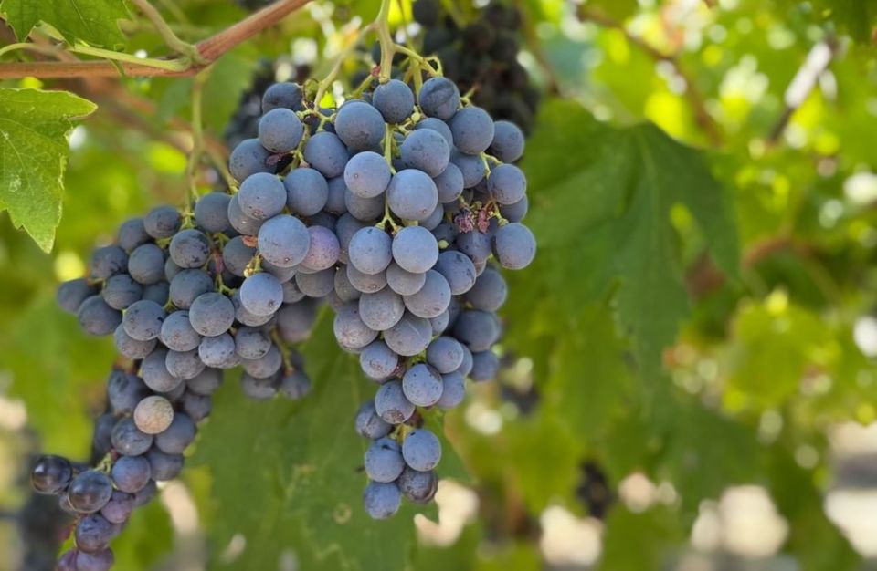 Boutique Winery Tour & Tasting in Valpolicella - Customer Feedback