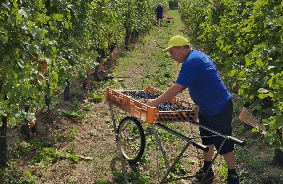 Boutique Winery Tour & Tasting in Valpolicella - Taking in the Winemaking Process